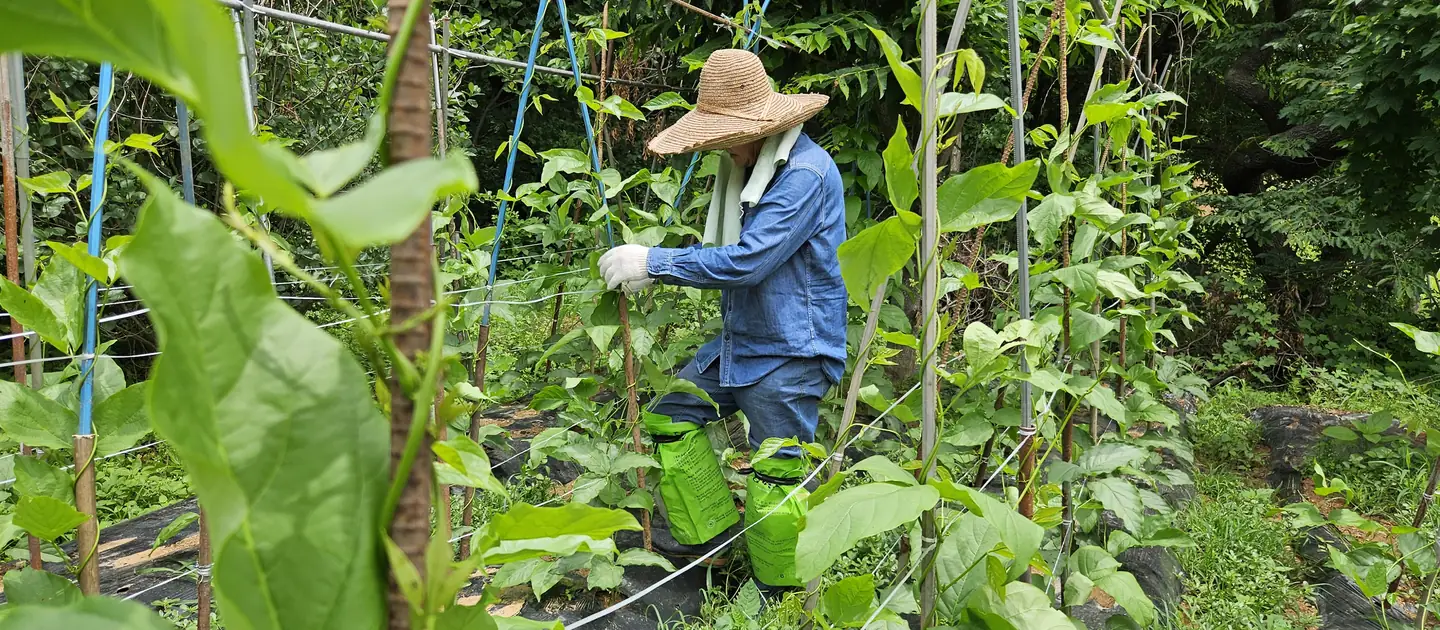 밀짚모자를 쓰고 작두콩 밭에서 일하는 대표님